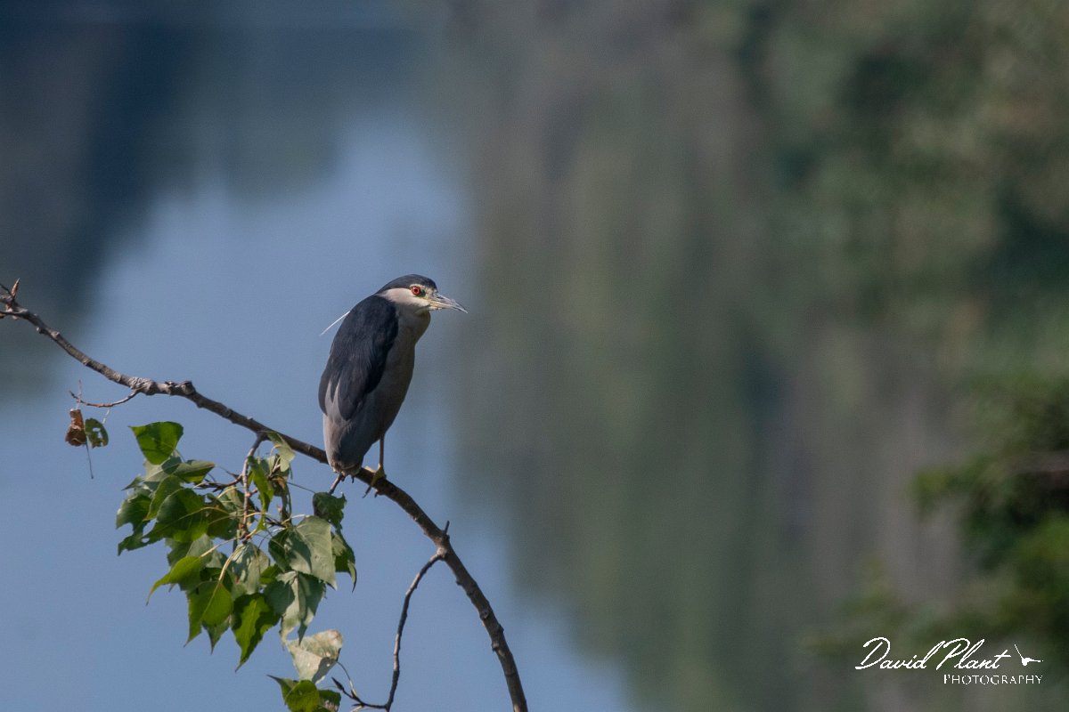 DPPhotography - Northern Greece - Black-crowned night-heron - E.jpg - Black-crowned night-heron - Lake Kerkini, Greece