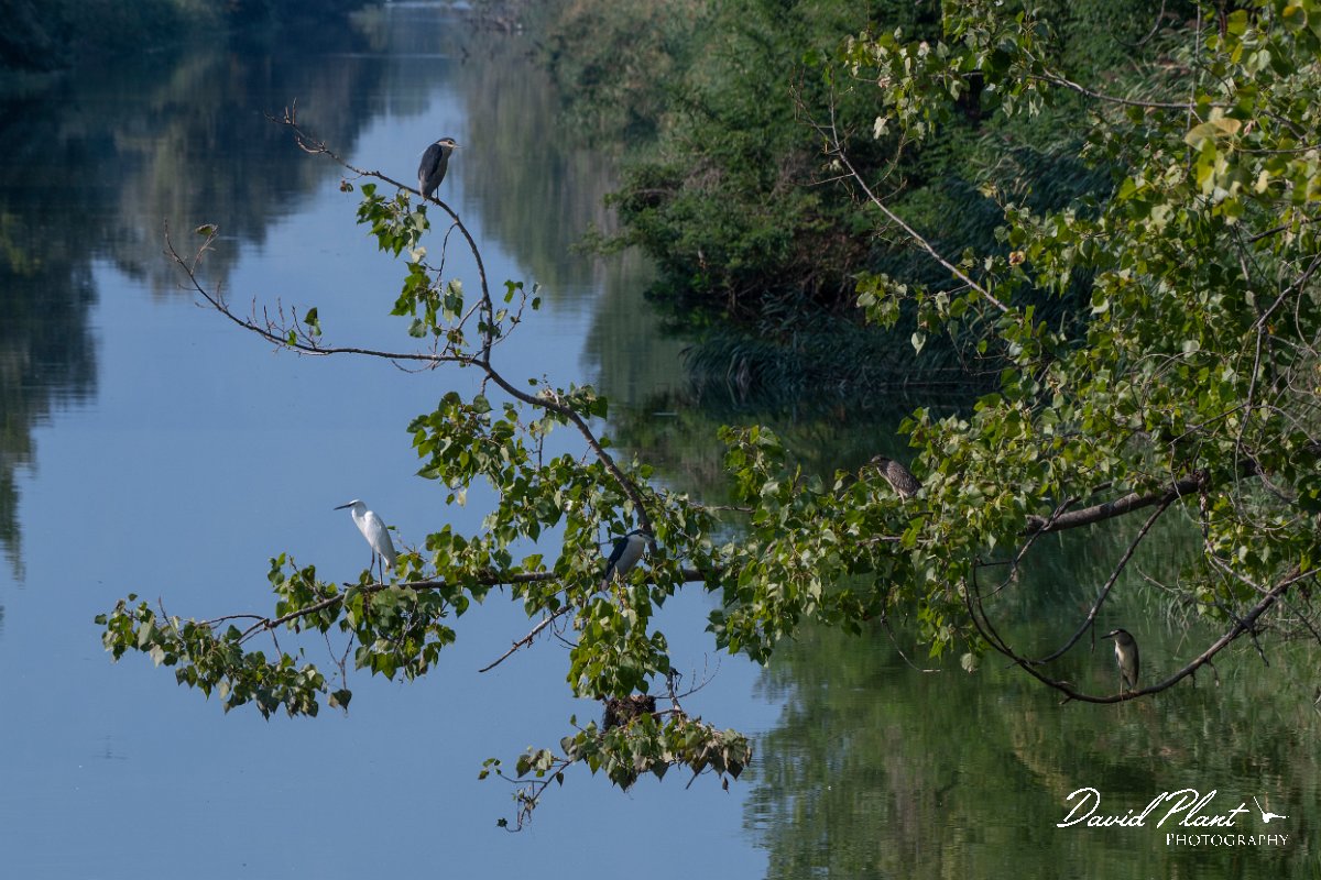 DPPhotography - Northern Greece - Black-crowned night-heron - F.jpg - Black-crowned night-heron - Lake Kerkini, Greece