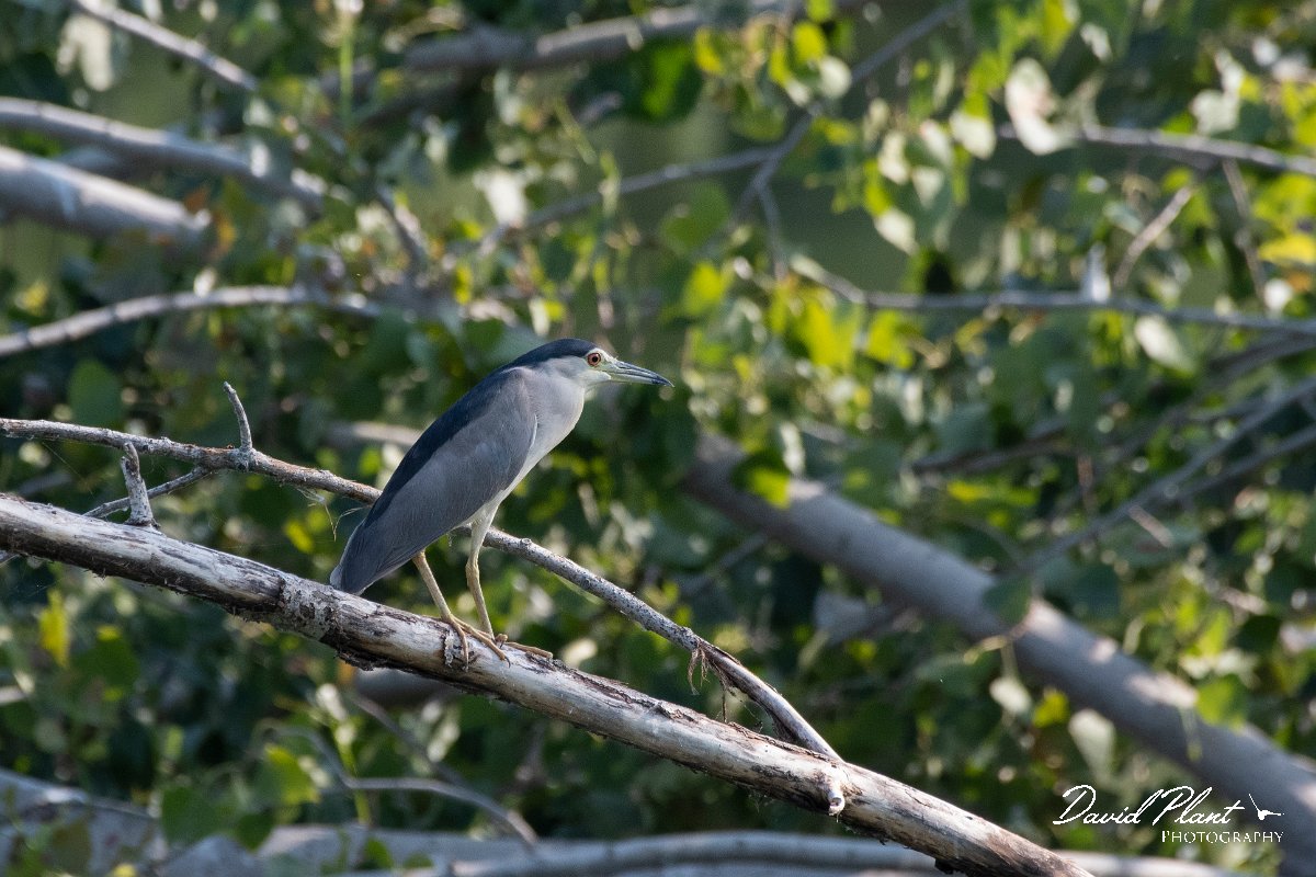 DPPhotography - Northern Greece - Black-crowned night-heron - G.jpg - Black-crowned night-heron - Lake Kerkini, Greece