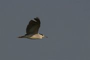 DPPhotography - Northern Greece - Black-crowned night-heron - A
