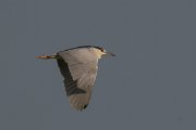DPPhotography - Northern Greece - Black-crowned night-heron - B