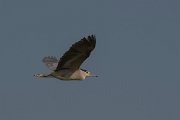 DPPhotography - Northern Greece - Black-crowned night-heron - C