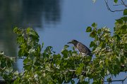 DPPhotography - Northern Greece - Black-crowned night-heron - D