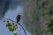 DPPhotography - Northern Greece - Black-crowned night-heron - E