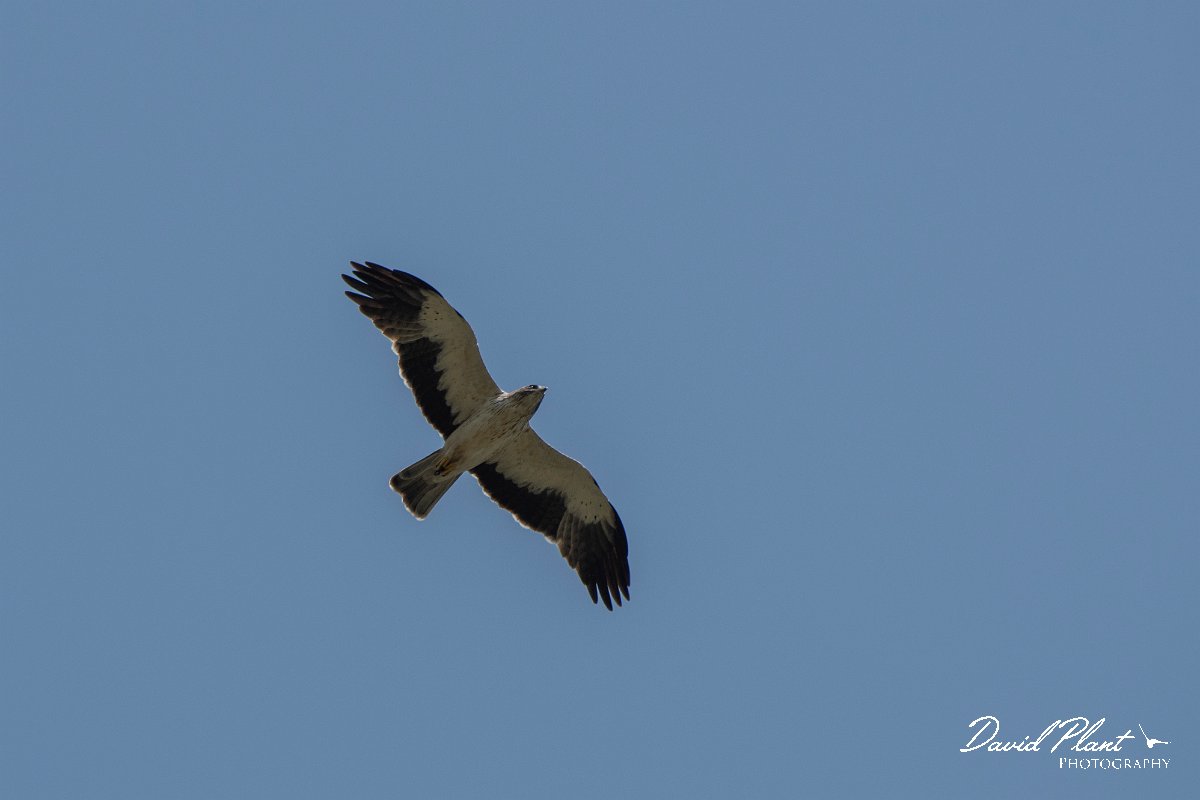 DPPhotography - Northern Greece - Booted eagle - A.jpg - Booted eagle - Lake Kerkini, Greece