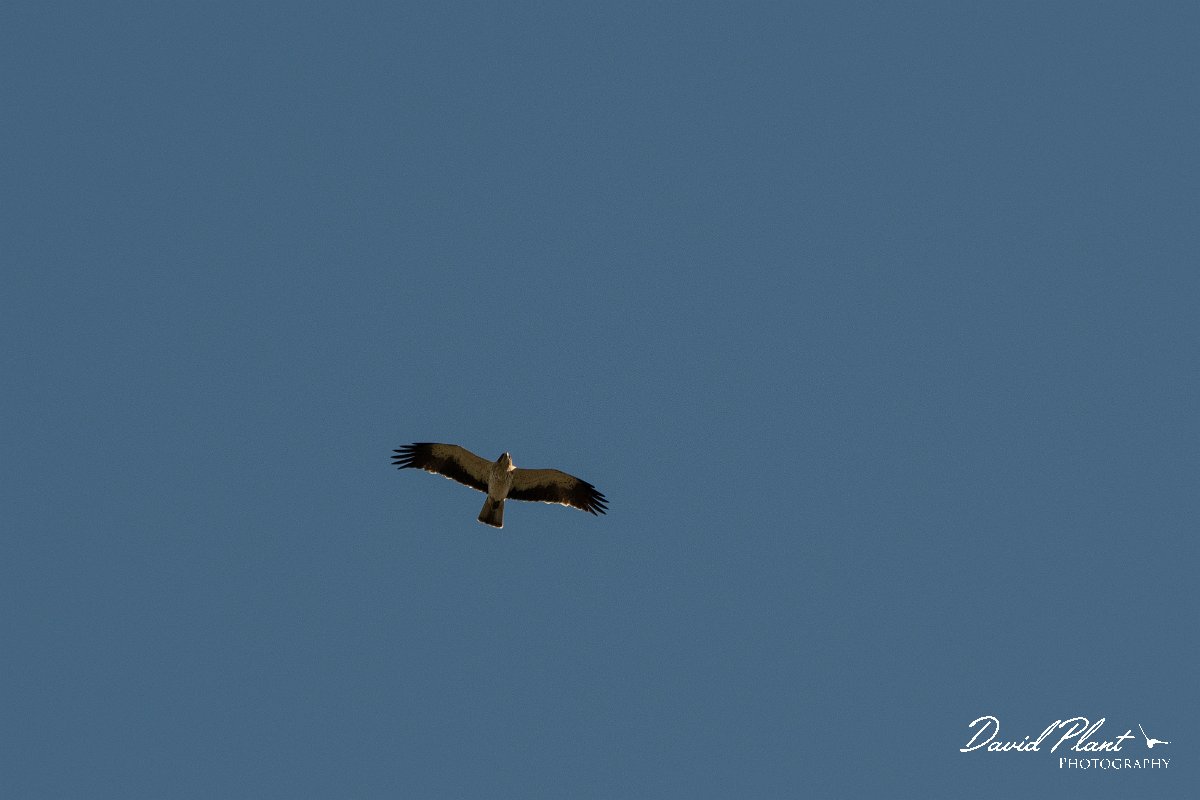 DPPhotography - Northern Greece - Booted eagle - C.jpg - Booted eagle - Lake Kerkini, Greece