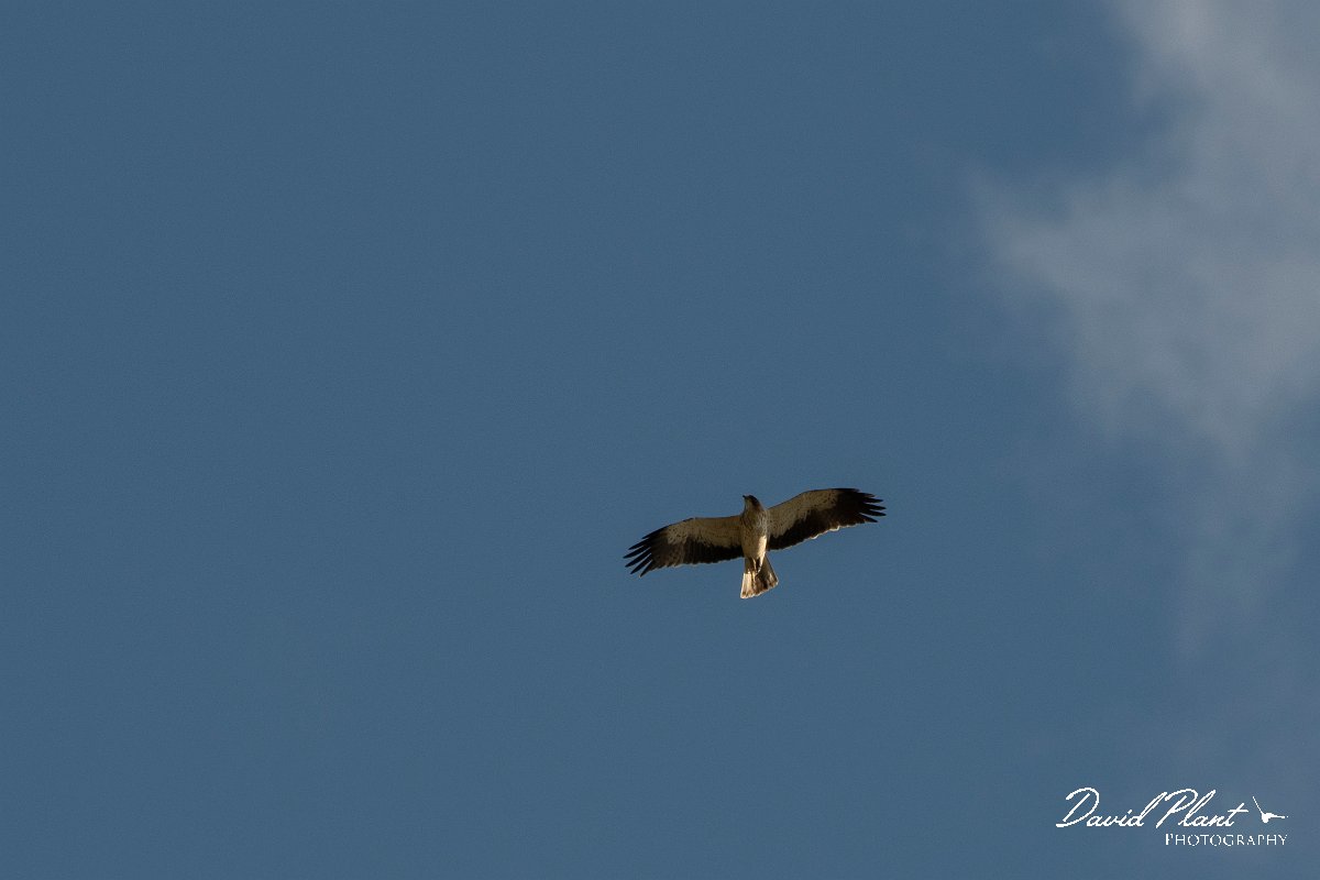 DPPhotography - Northern Greece - Booted eagle - D.jpg - Booted eagle - Lake Kerkini, Greece