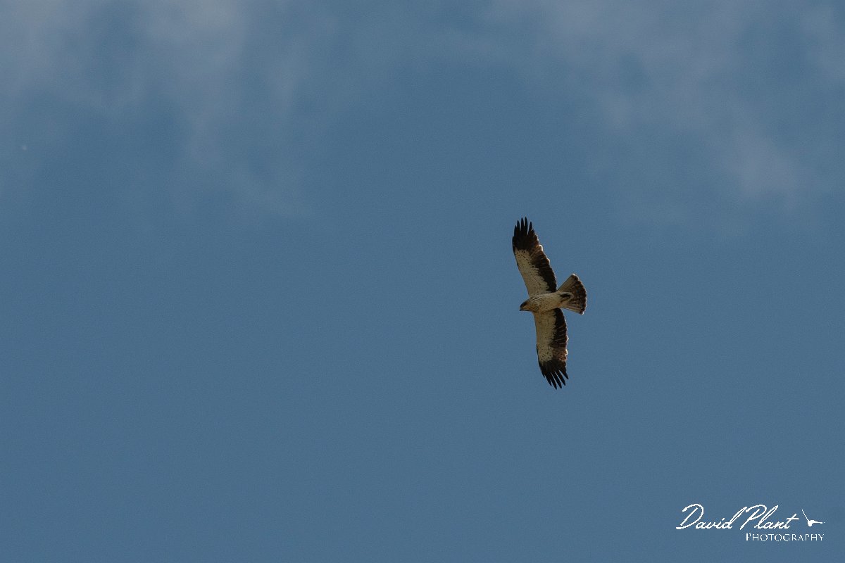 DPPhotography - Northern Greece - Booted eagle - E.jpg - Booted eagle - Lake Kerkini, Greece