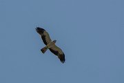 DPPhotography - Northern Greece - Booted eagle - A