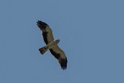 DPPhotography - Northern Greece - Booted eagle - B