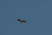 DPPhotography - Northern Greece - Booted eagle - C