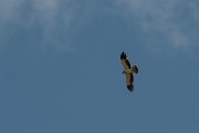 DPPhotography - Northern Greece - Booted eagle - E