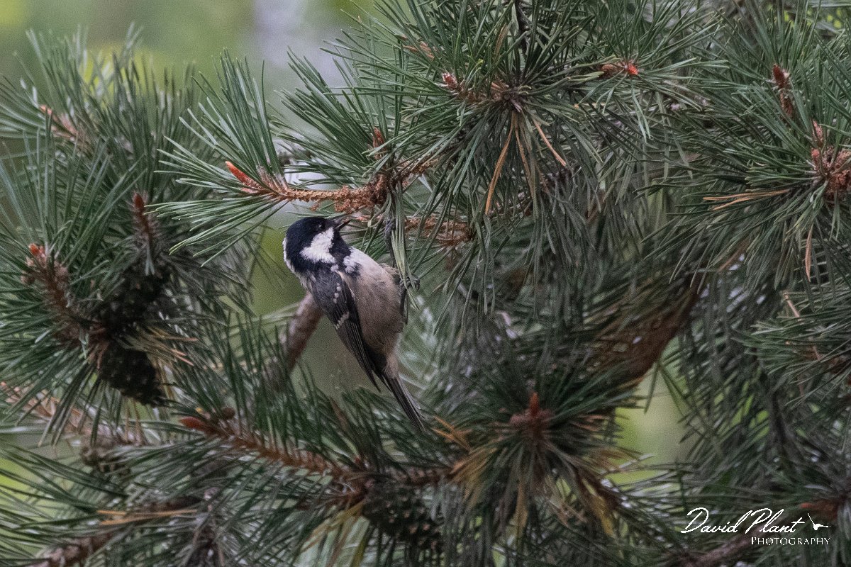 DPPhotography - Northern Greece - Coal tit - A.jpg - Coal tit - Mount Belles, Greece