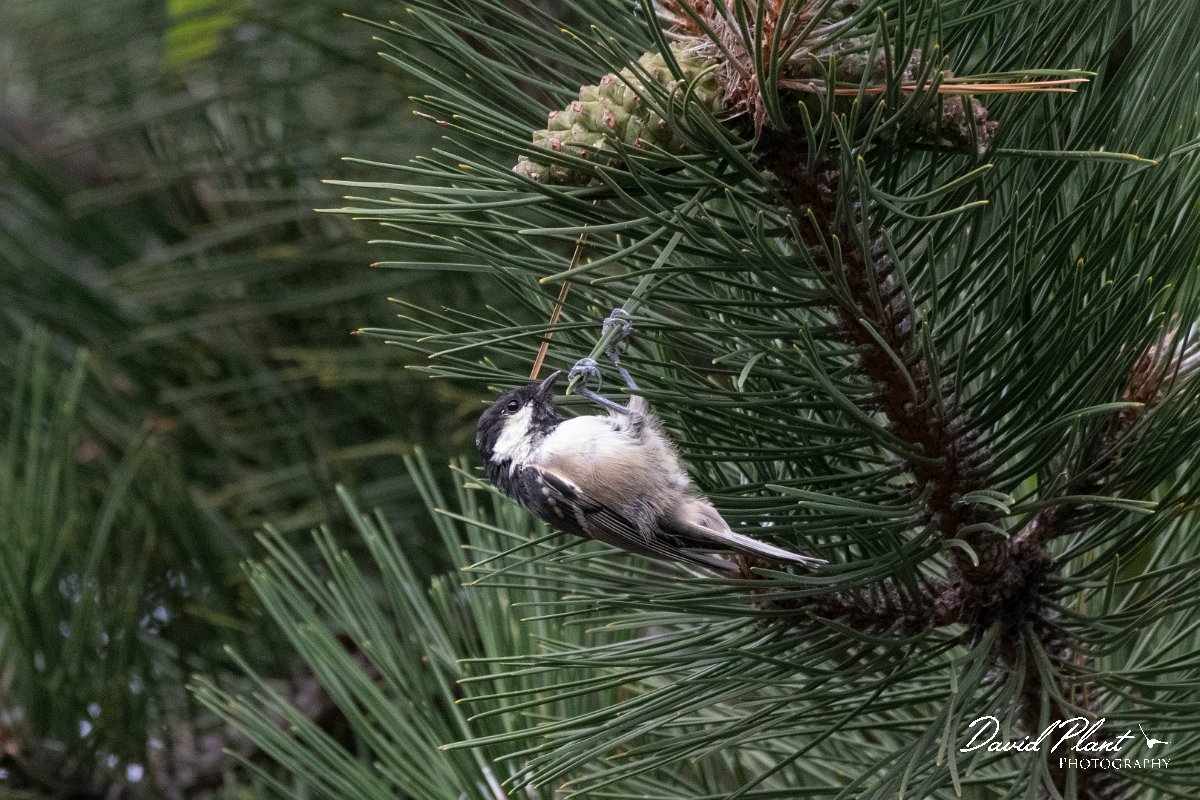 DPPhotography - Northern Greece - Coal tit - B.jpg - Coal tit - Mount Belles, Greece