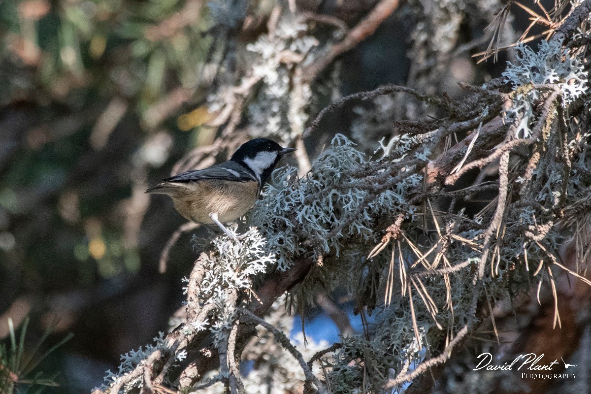 DPPhotography - Northern Greece - Coal tit - C.jpg - Coal tit - Mount Vrontou, Greece