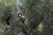 DPPhotography - Northern Greece - Coal tit - A