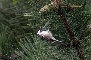 DPPhotography - Northern Greece - Coal tit - B