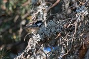 DPPhotography - Northern Greece - Coal tit - C