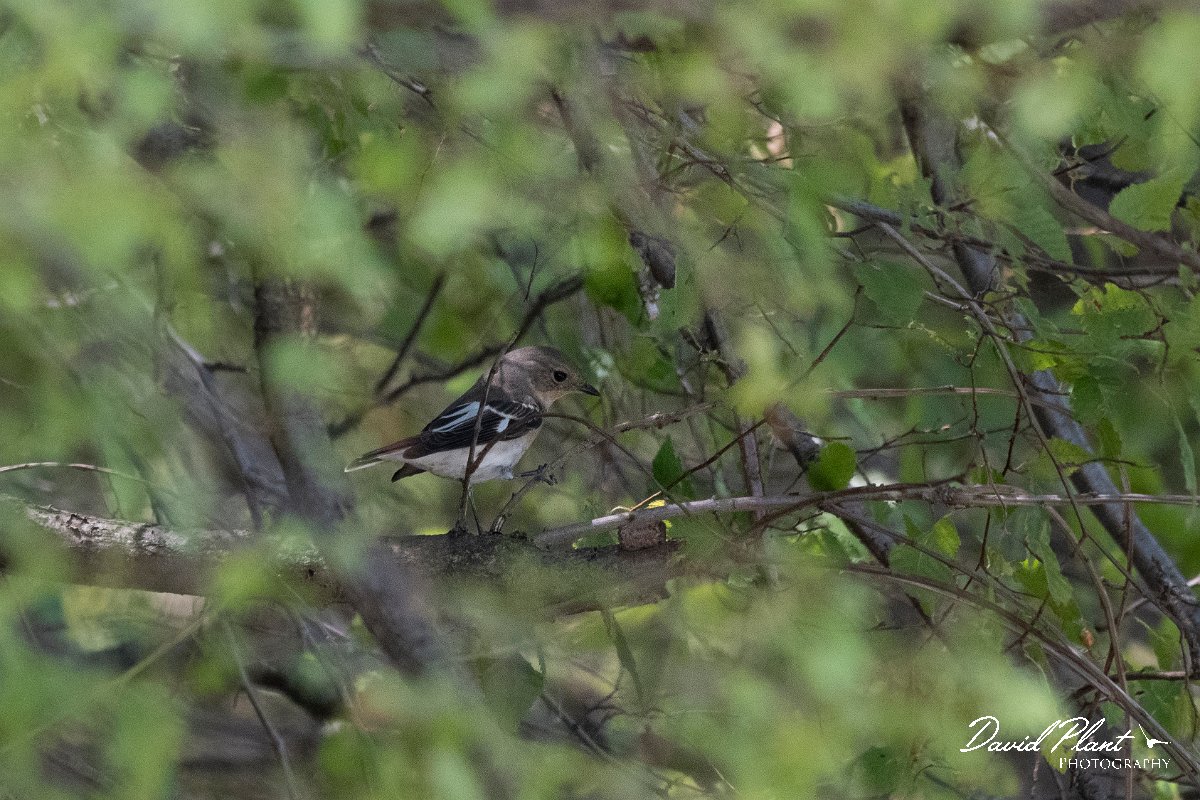DPPhotography - Northern Greece - Collared flycatcher - A.jpg - Collared flycatcher - Mount Belles, Greece