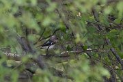 DPPhotography - Northern Greece - Collared flycatcher - A