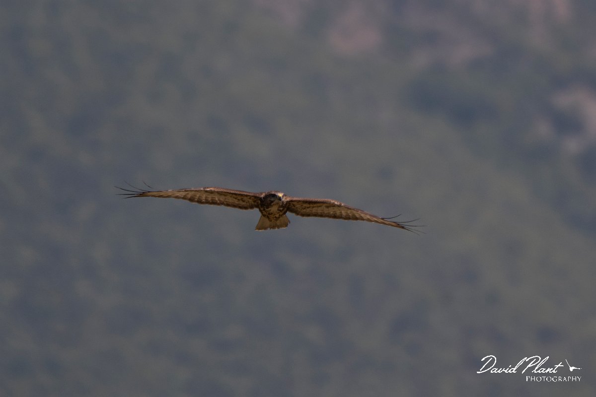 DPPhotography - Northern Greece - Common buzzard - B.jpg - Common buzzard - Lake Kerkini, Greece