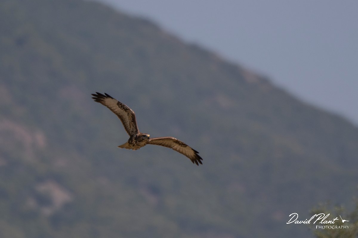 DPPhotography - Northern Greece - Common buzzard - C.jpg - Common buzzard - Lake Kerkini, Greece