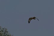 DPPhotography - Northern Greece - Common buzzard - A