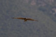 DPPhotography - Northern Greece - Common buzzard - B