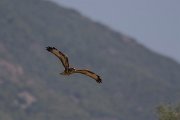 DPPhotography - Northern Greece - Common buzzard - C