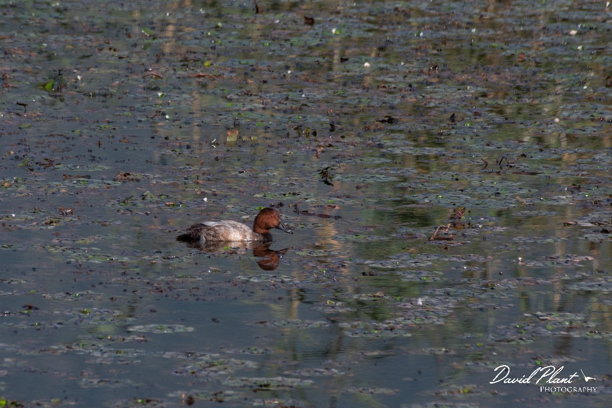 DPPhotography - Northern Greece - Common pochard - A.jpg - Common pochard, male - Lake Kerkini, Greece