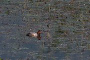 DPPhotography - Northern Greece - Common pochard - A