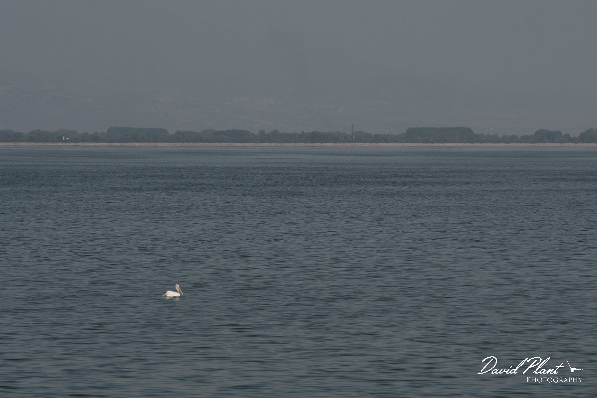 DPPhotography - Northern Greece - Dalmatian pelican - B.jpg - Dalmation pelican - Lake Kerkini, Greece