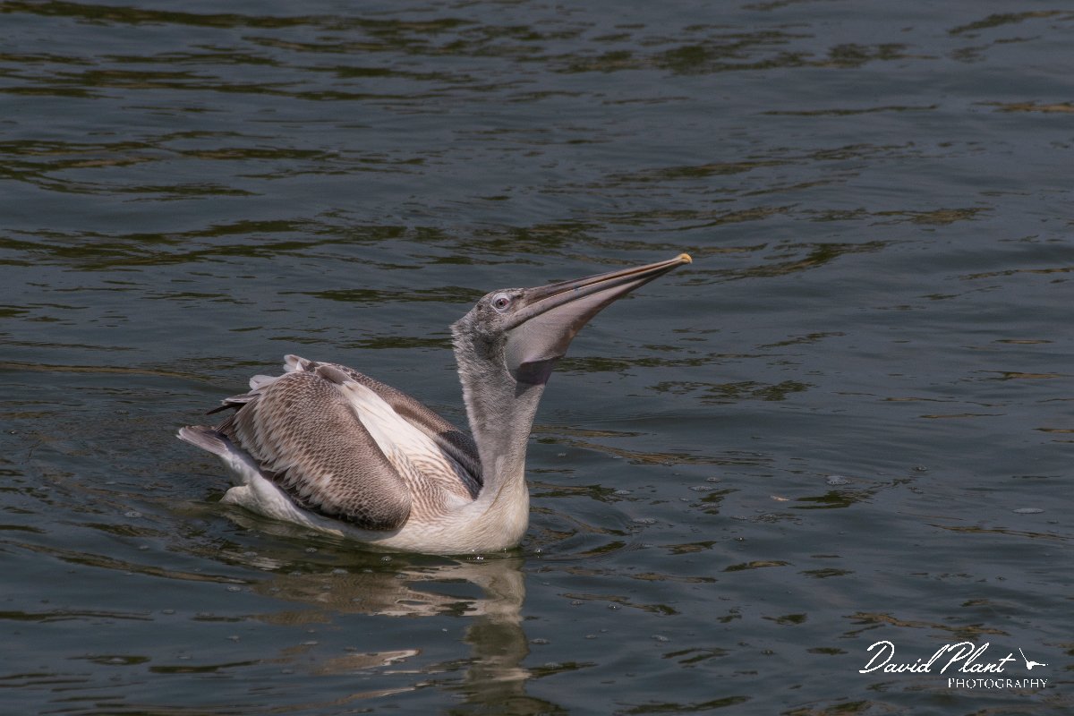 DPPhotography - Northern Greece - Dalmatian pelican - C.jpg - Dalmation pelican - Lake Kerkini, Greece