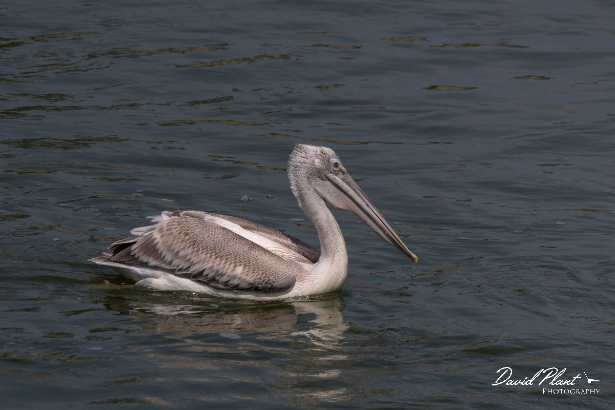 DPPhotography - Northern Greece - Dalmatian pelican - D.jpg - Dalmation pelican - Lake Kerkini, Greece