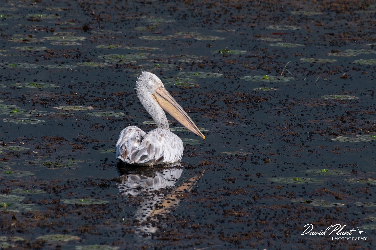 DPPhotography - Northern Greece - Dalmatian pelican - E.jpg - Dalmation pelican - Lake Kerkini, Greece