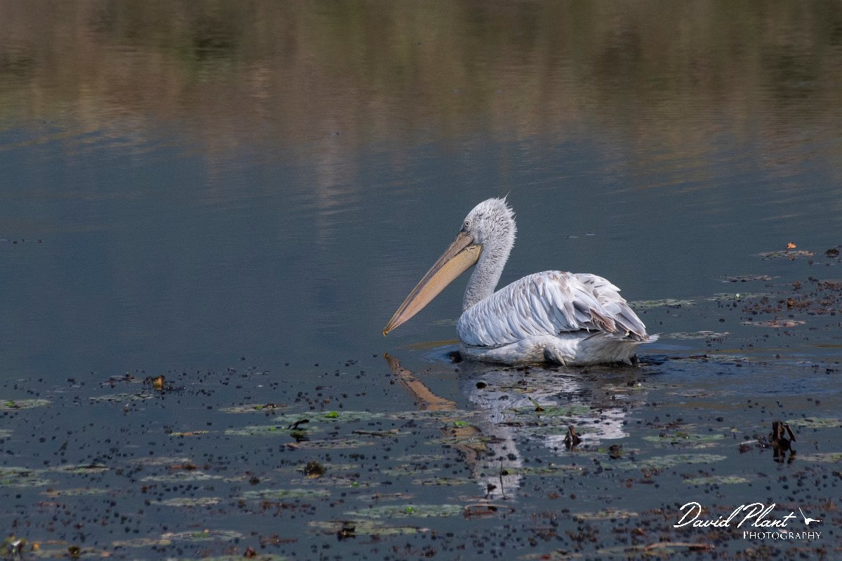 DPPhotography - Northern Greece - Dalmatian pelican - F.jpg - Dalmation pelican - Lake Kerkini, Greece