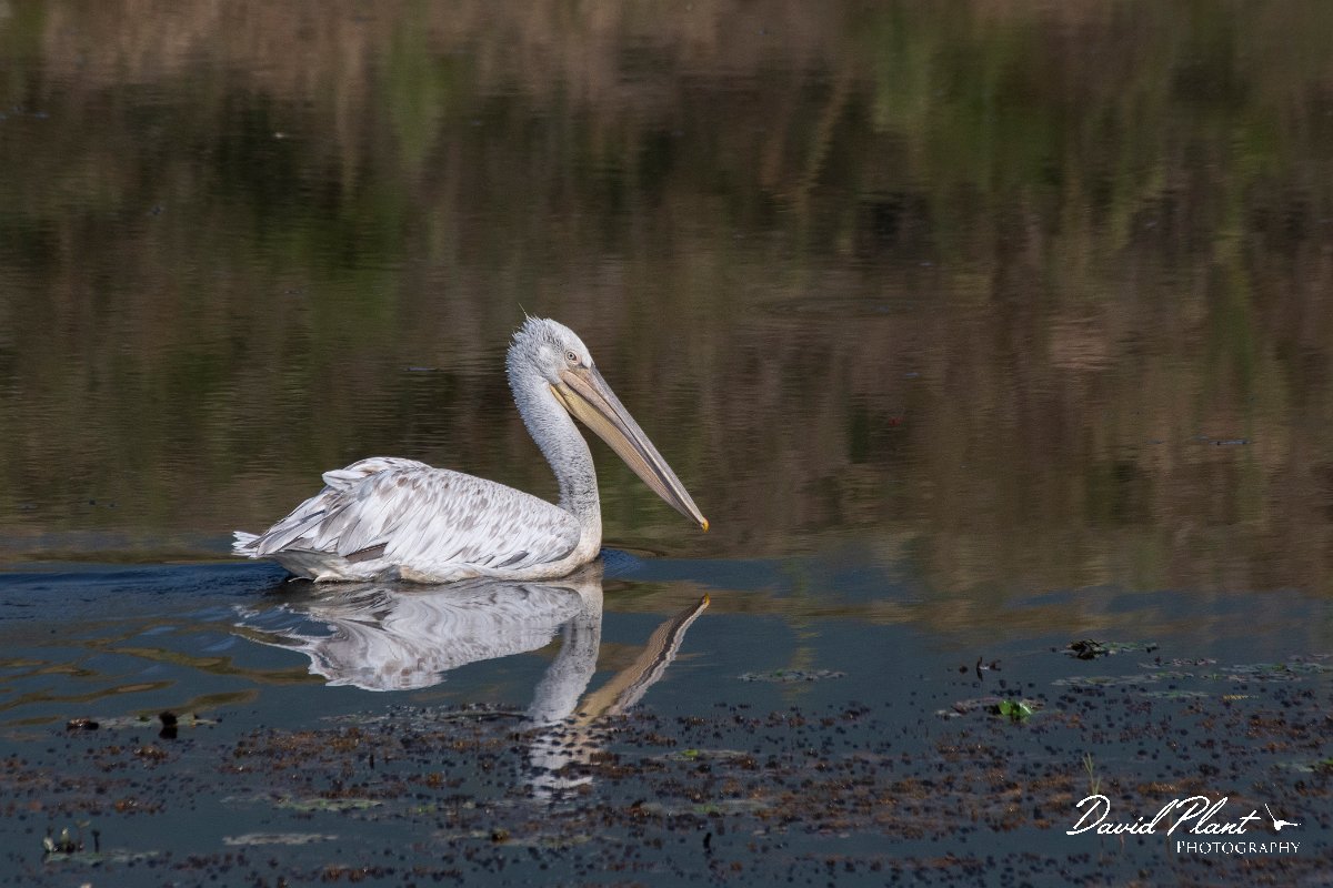 DPPhotography - Northern Greece - Dalmatian pelican - G.jpg - Dalmation pelican - Lake Kerkini, Greece
