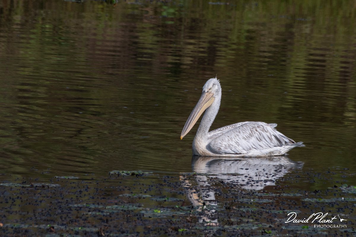 DPPhotography - Northern Greece - Dalmatian pelican - H.jpg - Dalmation pelican - Lake Kerkini, Greece