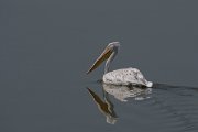 DPPhotography - Northern Greece - Dalmatian pelican - A