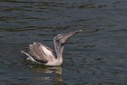 DPPhotography - Northern Greece - Dalmatian pelican - C