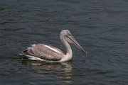 DPPhotography - Northern Greece - Dalmatian pelican - D