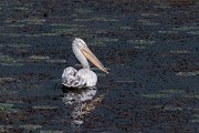 DPPhotography - Northern Greece - Dalmatian pelican - E
