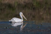 DPPhotography - Northern Greece - Dalmatian pelican - G