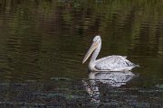 DPPhotography - Northern Greece - Dalmatian pelican - H