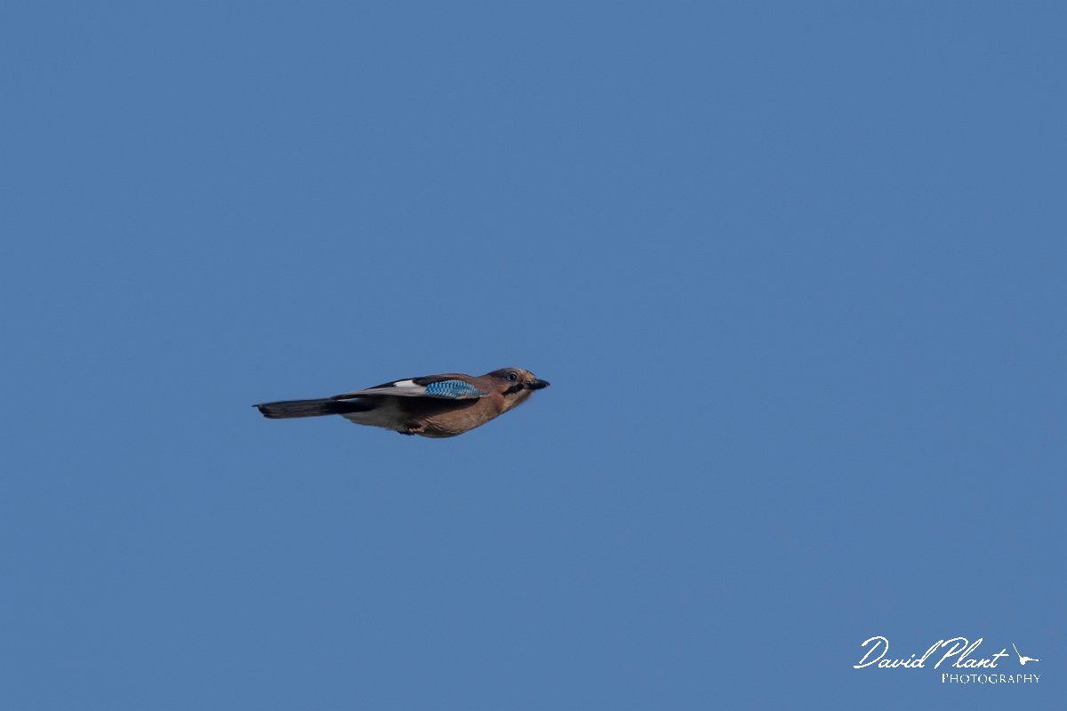 DPPhotography - Northern Greece - Eurasian jay - A.jpg - Eurasian jay - Lake Kerkini, Greece