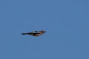 DPPhotography - Northern Greece - Eurasian jay - A