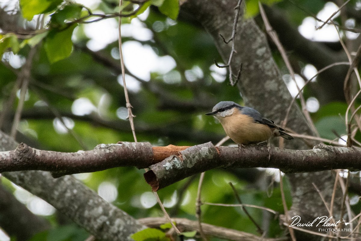 DPPhotography - Northern Greece - Eurasian nuthatch - A.jpg - Eurasian nuthatch - Mount Belles, Greece