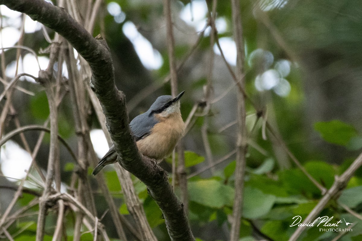 DPPhotography - Northern Greece - Eurasian nuthatch - B.jpg - Eurasian nuthatch - Mount Belles, Greece