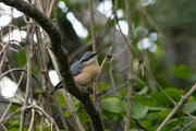 DPPhotography - Northern Greece - Eurasian nuthatch - B