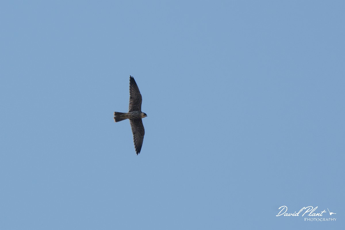 DPPhotography - Northern Greece - European hobby - A.jpg - European hobby - Lake Kerkini, Greece